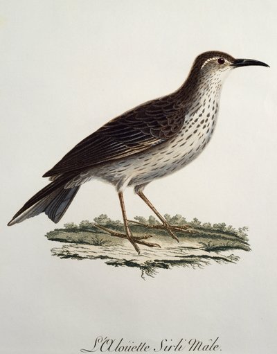 Kaapse Langsnavel mannetje, gravure uit Histoire Naturelle des Oiseaux d