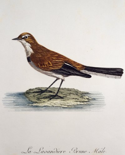 Kaapse Kwikstaart mannetje (Motacilla capensis), gravure uit Histoire Naturelle des Oiseaux d