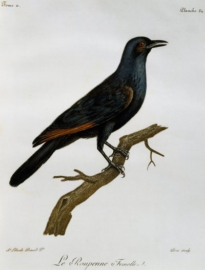 Vrouwtje van de Roodvleugelspreeuw (Onychognathus morio), gravure uit Histoire Naturelle des Oiseaux d