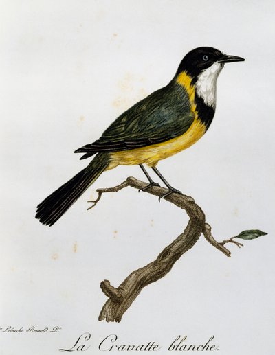 Gouden Fluiter (Pachycephala pectoralis), gravure uit Histoire Naturelle des Oiseaux d