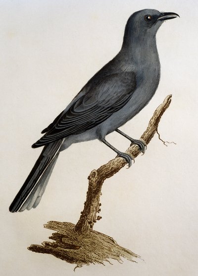Grijze Koekoekshrike (Coracina caesia), gravure uit Histoire Naturelle des Oiseaux d