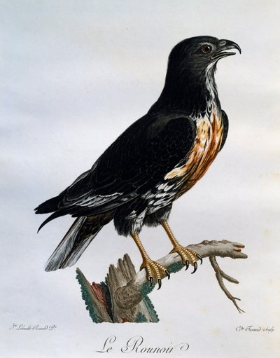 Jakhalsbuizerd (Buteo rufofuscus), gravure uit Histoire Naturelle des Oiseaux d
