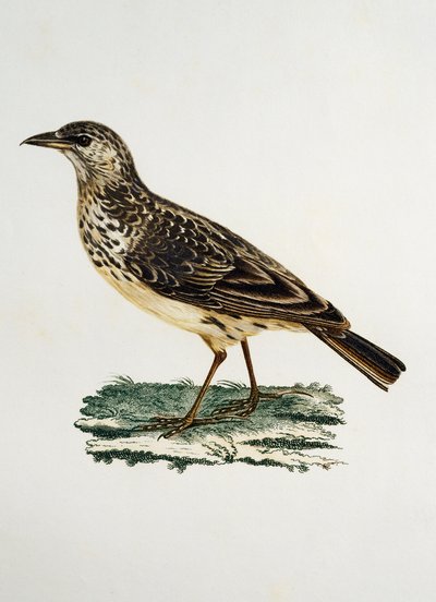 Grootbekleeuwerik (Galerida magnirostris), gravure uit Histoire Naturelle des Oiseaux d