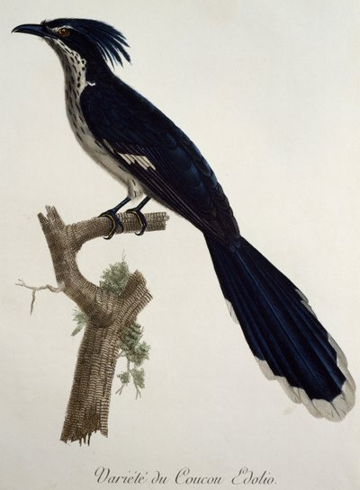 Levaillants Koekoek (Clamator levaillantii), gravure uit Histoire Naturelle des Oiseaux d