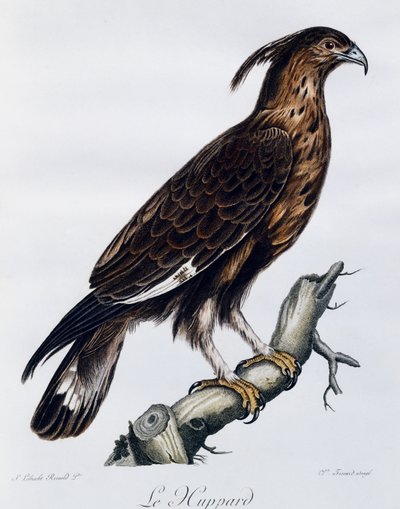 Langkuifarend (Lophaetus occipitalis), gravure uit Histoire Naturelle des Oiseaux d