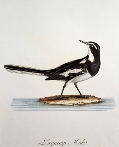 Mannetje Afrikaanse Bonte Kwikstaart (Motacilla aguimp), gravure uit Histoire Naturelle des Oiseaux d