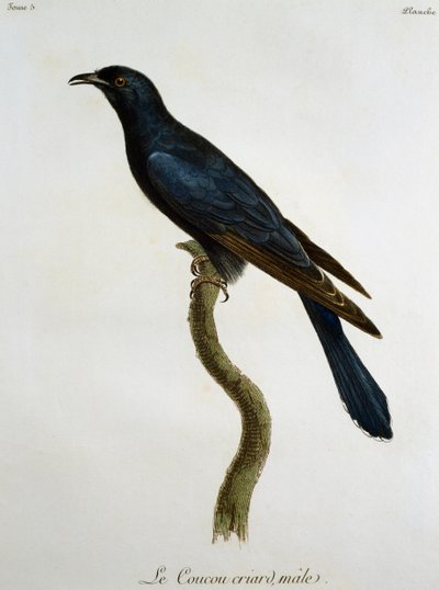 Mannetje van de Zwarte Koekoek (Cuculus clamosus), gravure uit Histoire Naturelle des Oiseaux d
