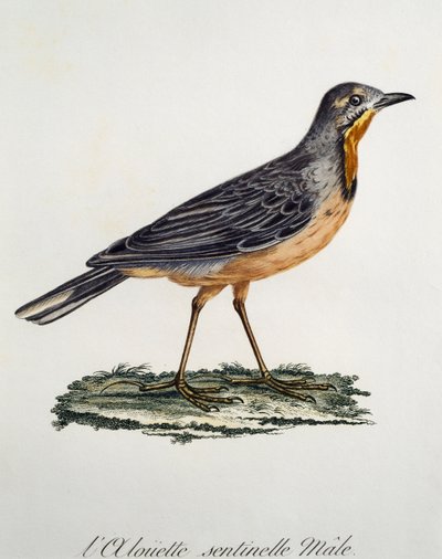 Mannelijke Kaapse Langklauw, gravure uit Histoire Naturelle des Oiseaux d