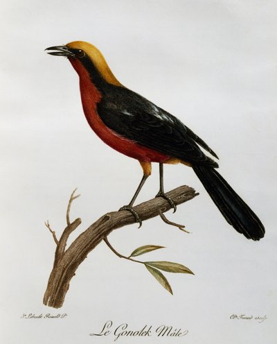 Mannelijke Gewone Gonolek (Laniarius barbarus), gravure uit Histoire Naturelle des Oiseaux d
