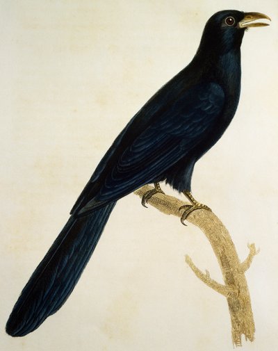 Mannetje Coucou a gros bec, gravure uit Histoire Naturelle des Oiseaux d