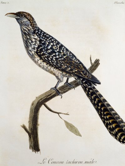 Mannelijke Coucou tachirou, gravure uit Histoire Naturelle des Oiseaux d