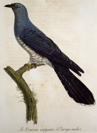 Mannelijke Europese koekoek, gravure uit Histoire Naturelle des Oiseaux d