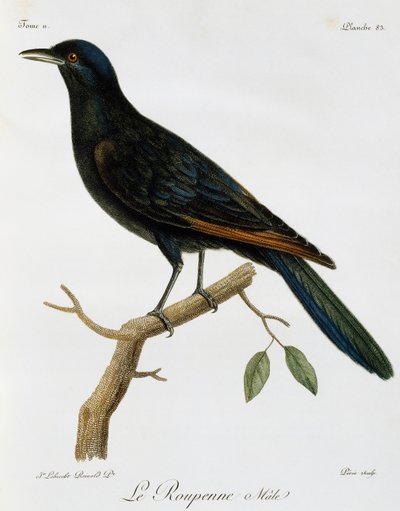 Mannetje Roodvleugelspreeuw (Onychognathus morio), gravure uit Histoire Naturelle des Oiseaux d