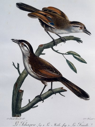 Mannetje en vrouwtje van de Zwartgekroonde Tchagra (Tchagra senegalus), gravure uit Histoire Naturelle des Oiseaux d