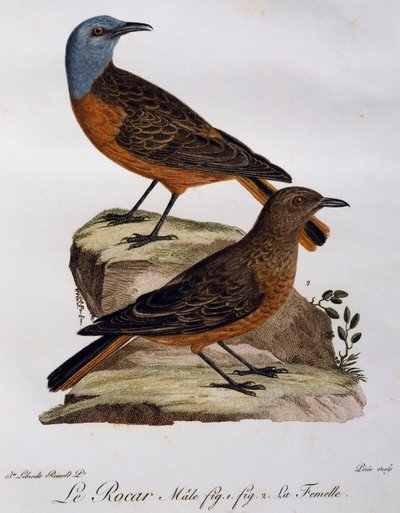 Mannetje en vrouwtje van de Kaapse Rotslijster (Monticola rupestris), gravure uit Histoire Naturelle des Oiseaux d