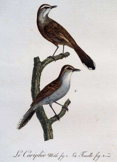 Mannelijke en vrouwelijke Karoo Struikrobin (Cercotrichas coryphoeus), gravure uit Histoire Naturelle des Oiseaux d