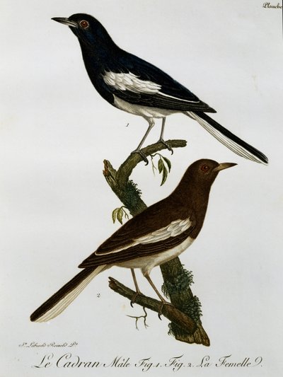 Mannetje en vrouwtje van Oosterse Eksterroodborst (Copsychus saularis), gravure uit Histoire Naturelle des Oiseaux d