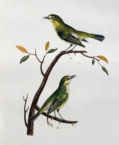 Mannetje en vrouwtje van Bleekwitte Oog (Zosterops pallidus), gravure uit Histoire Naturelle des Oiseaux d