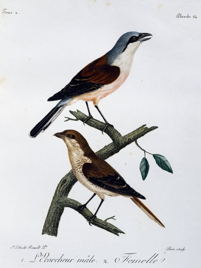 Mannetje en vrouwtje van de Roodkopklauwier (Lanius collurio), gravure uit Histoire Naturelle des Oiseaux d