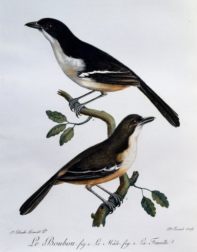 Mannetje en vrouwtje van de Zuidelijke Boubou (Laniarius ferrugineus), gravure uit Histoire Naturelle des Oiseaux d