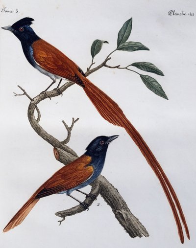 Mannetje en vrouwtje van de Grauwe Vliegenvanger (Muscicapa striata), gravure uit Histoire Naturelle des Oiseaux d