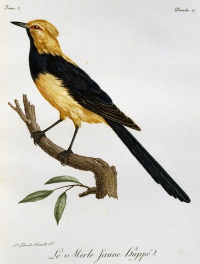 Merle Jaune Huppe, gravure uit Histoire Naturelle des Oiseaux d