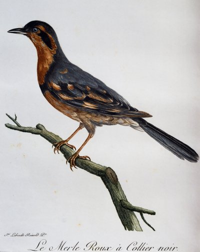 Merle roux collier noir, gravure uit Histoire Naturelle des Oiseaux d
