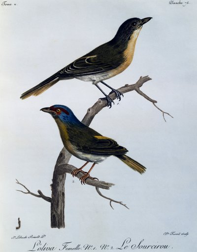 Olijfgroene Bosklauwier (Telophorus olivaceus), gravure uit Histoire Naturelle des Oiseaux d