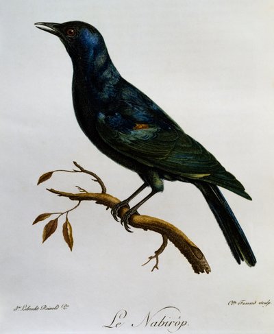 Bleekvleugelspreeuw (Onychognathus nabouroup), gravure uit Histoire Naturelle des Oiseaux d