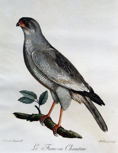 Bleke Zanghavik (Melierax canorus), gravure uit Histoire Naturelle des Oiseaux d