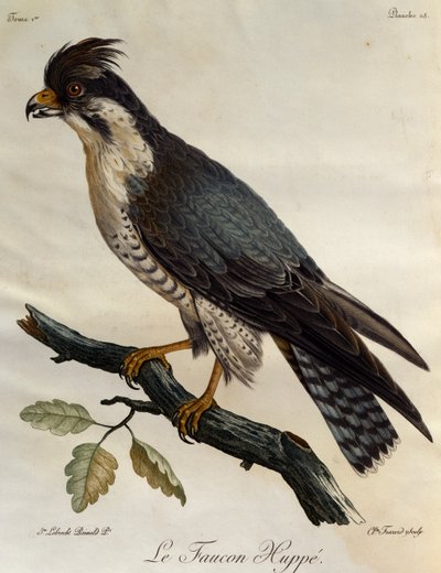 Slechtvalk (Falco peregrinus), gravure uit Histoire Naturelle des Oiseaux d