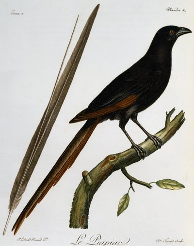 Piapiac (Ptilostomus afer), gravure uit Histoire Naturelle des Oiseaux d