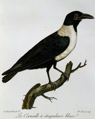 Bonte Kraai (Corvus albus), gravure uit Histoire Naturelle des Oiseaux d