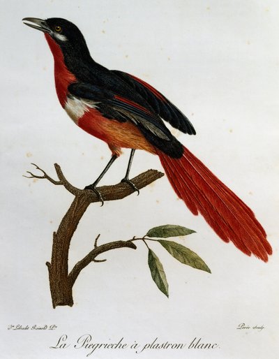 Piegriche plastron blanc (Lanius mystacus), gravure uit Histoire Naturelle des Oiseaux d