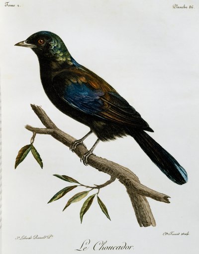Principe Glansspreeuw (Lamprotornis ornatus), gravure uit Histoire Naturelle des Oiseaux d
