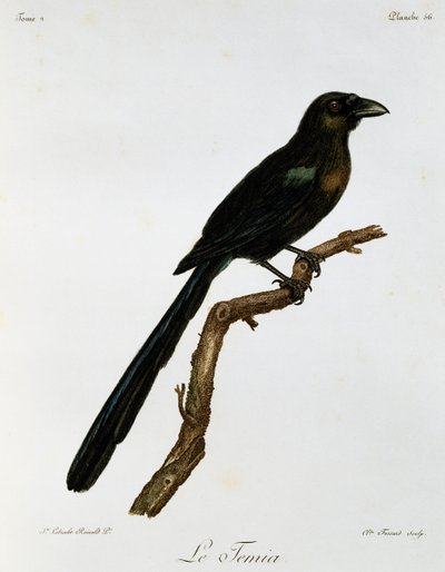 Racketstaartboomkraai (Crypsirina temia), gravure uit Histoire Naturelle des Oiseaux d
