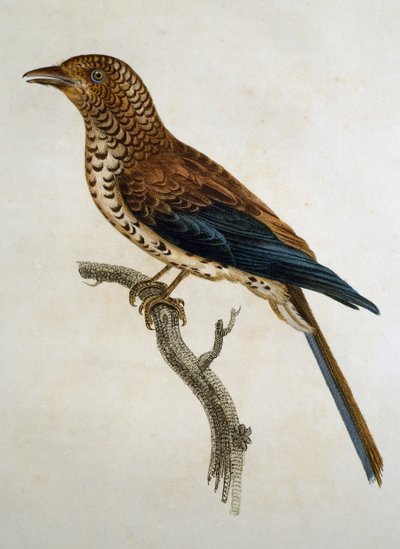 Roodkapleeuwerik (Calandrella cinerea), gravure uit Histoire Naturelle des Oiseaux d