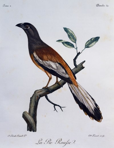 Roodbuikboompieper (Dendrocitta vagabunda), gravure uit Histoire Naturelle des Oiseaux d