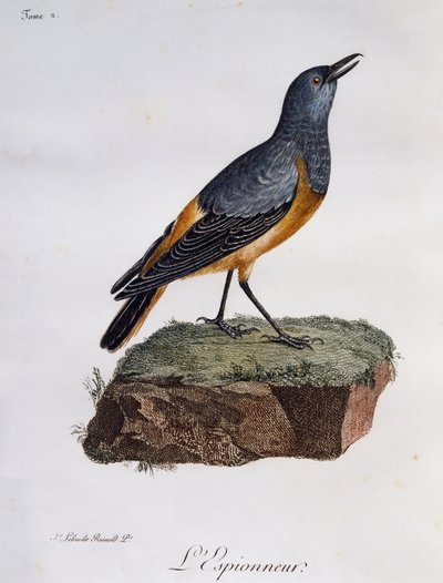 Sentinel Rotslijster (Monticola explorator), gravure uit Histoire Naturelle des Oiseaux d