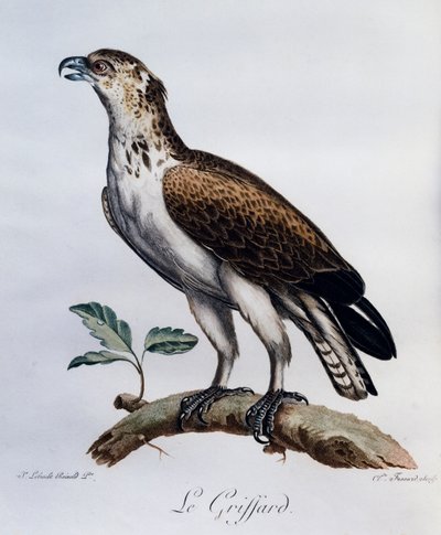 Slangenarend (Circaetus gallicus), gravure uit Histoire Naturelle des Oiseaux d