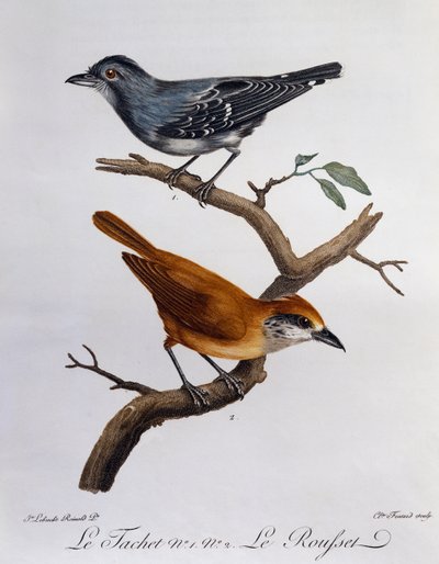 Tachet en, hieronder, Rousset, gravure uit Histoire Naturelle des Oiseaux d