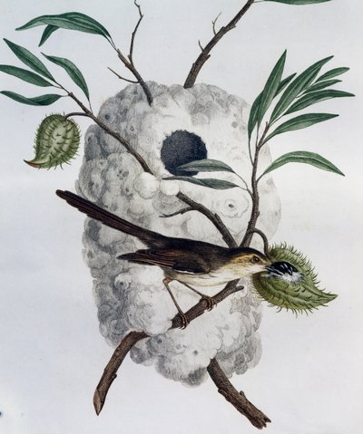 Bruinflankprinia (Prinia subflava), gravure uit Histoire Naturelle des Oiseaux d