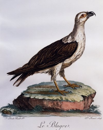 Witbuikzeearend (Haliaeetus leucogaster), gravure uit Histoire Naturelle des Oiseaux d