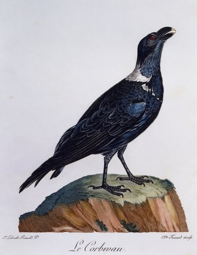 Witnekraaf (Corvus albicollis), gravure uit Histoire Naturelle des Oiseaux d