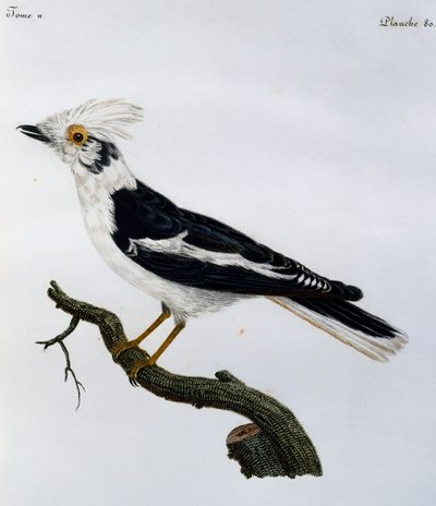 Witte Helmlijster (Prionops plumatus), gravure uit Histoire Naturelle des Oiseaux d