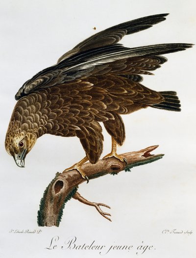 Jonge Bateleur (Terathopius ecaudatus), gravure uit Histoire Naturelle des Oiseaux d