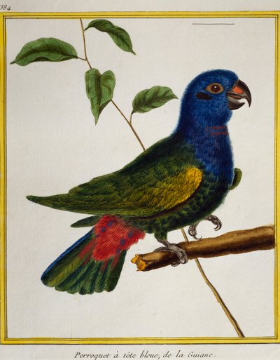 Blauwkop papegaai (Pionus menstruus), uit Histoire naturelle des oiseaux door Francois Nicolas Martinet