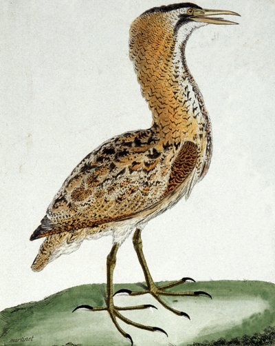 Roerdomp door Francois Nicolas Martinet