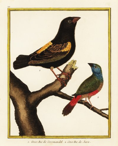 Kaapse bisschop, Euplectes capensis 1, en langstaartpapegaai, Erythrura prasina 2 door Francois Nicolas Martinet