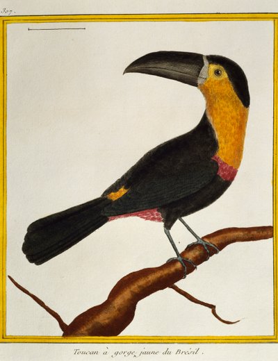 Kanaalsnaveltoekan (Ramphastos vitellinus), uit Histoire naturelle des oiseaux door Francois Nicolas Martinet
